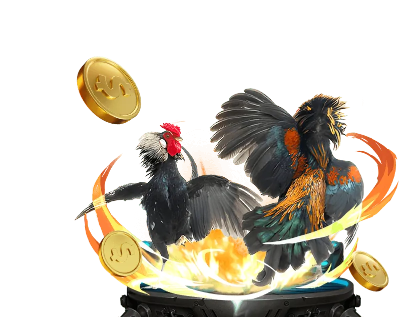 Gà Meron chiến thắng trong trận đá gà trực tuyến