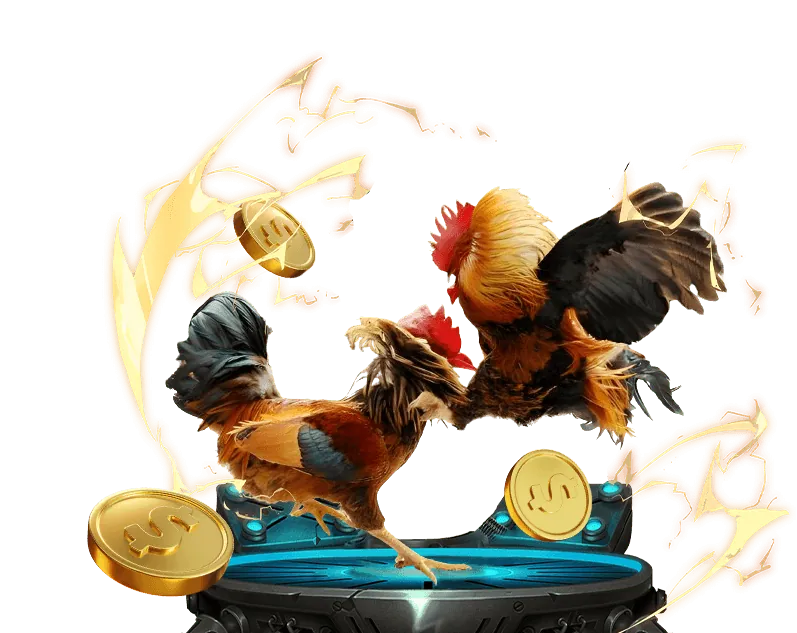 Hai gà hòa nhau trong một trận đá gà trực tuyến